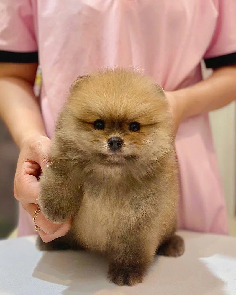 socola 2