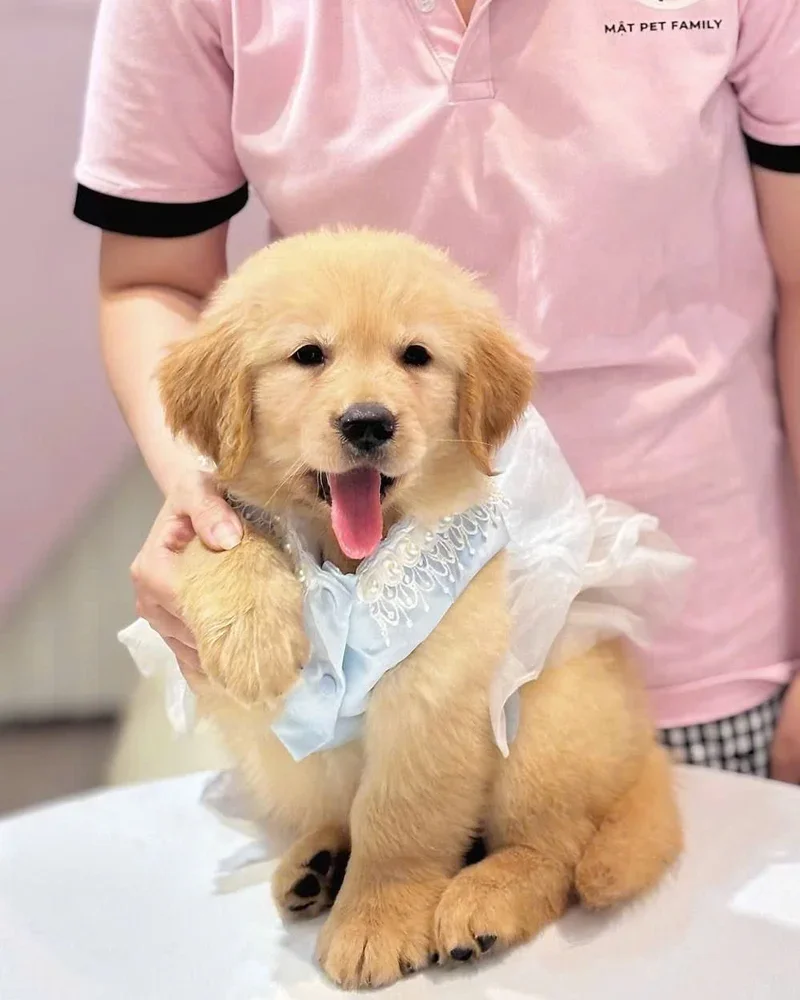 Bé Tỏi 2