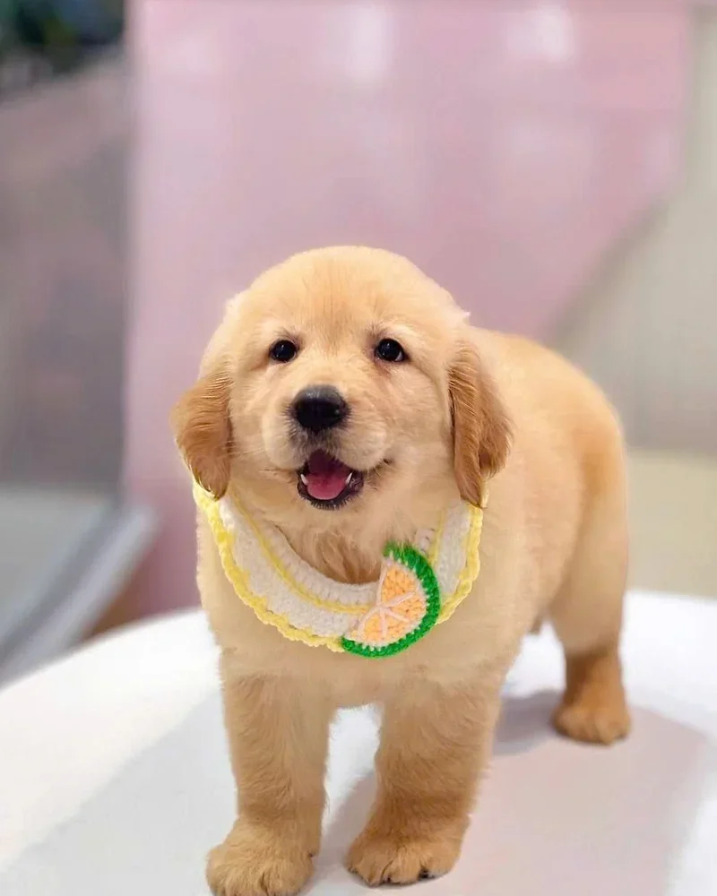 Bé Tỏi 3