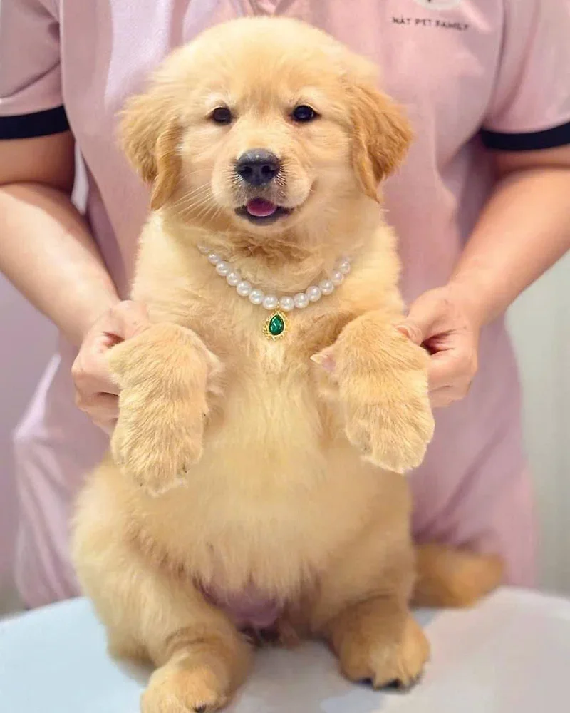 Bé Tỏi 4