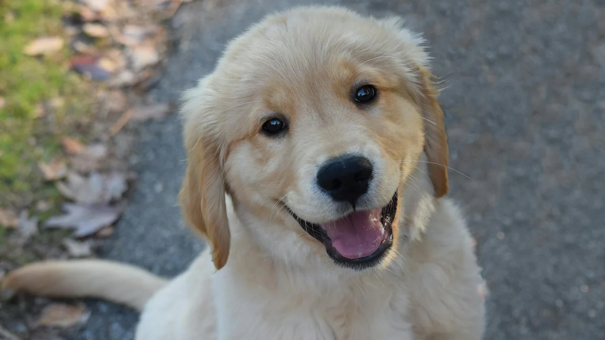 Top giống chó dễ nuôi cho người mới bắt đầu | Mật Pet Family