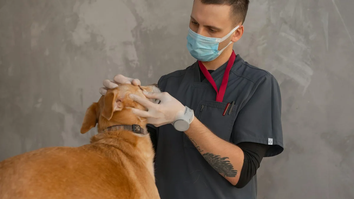 Bảo hành sức khỏe thú cưng — bác sĩ thú y khám | Mật Pet Family