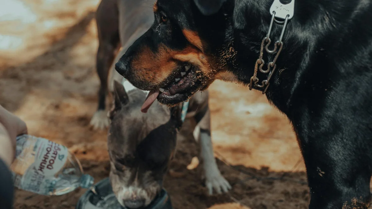 Chăm sóc chó mèo mùa nóng tại Việt Nam | Mật Pet Family