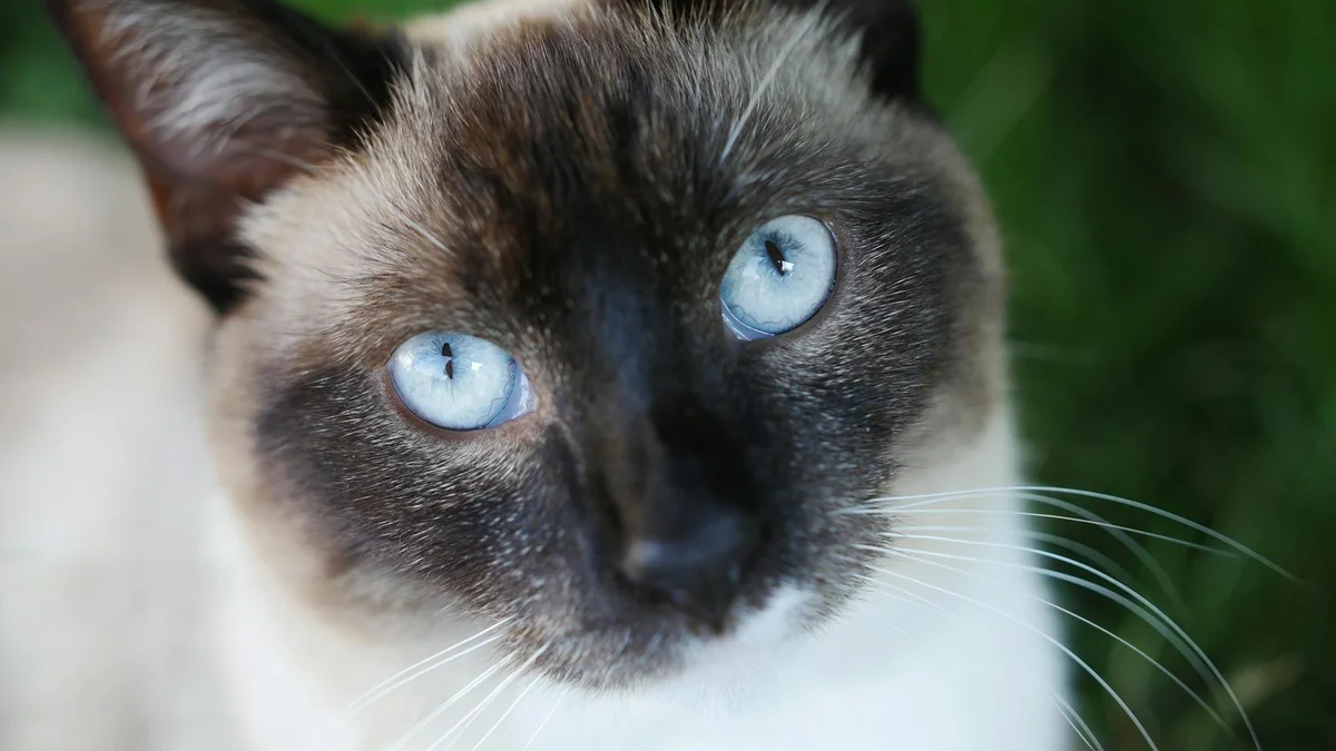 Mèo mắt xanh đẹp — Mật Pet Family chuyên bán các giống mèo mắt xanh chất lượng