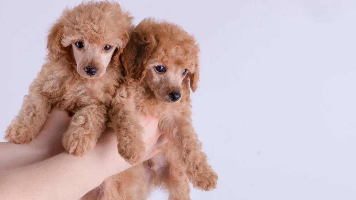 Chó Poodle trắng đáng yêu — giống chó thuần chủng được yêu thích tại Mật Pet Family Việt Nam