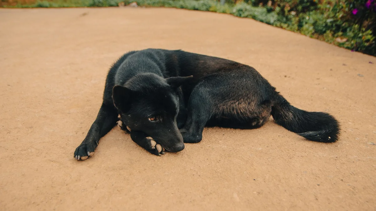 How to Care for a Dog in Vietnam's Heat and Humidity: A Complete Guide for Expats — Mật Pet Family