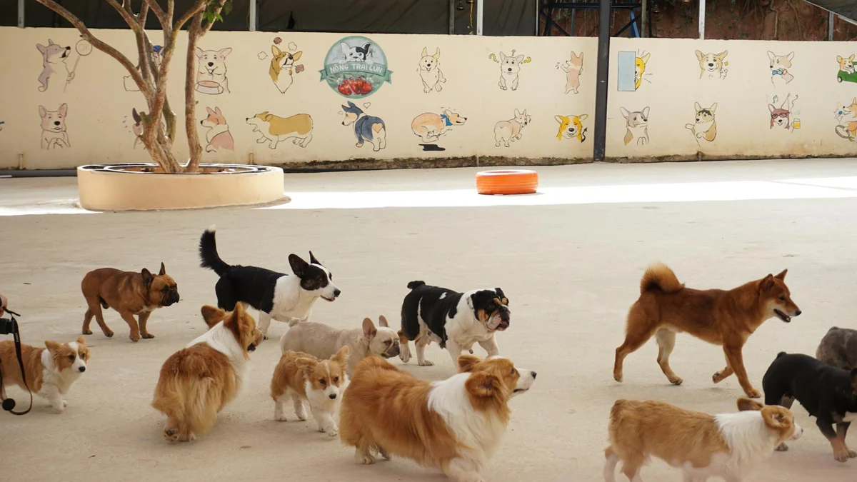 Pet Vaccination Schedule in Vietnam — Which Vaccines Do Dogs & Cats Need, When, and How Much Does It Cost? — Mật Pet Family