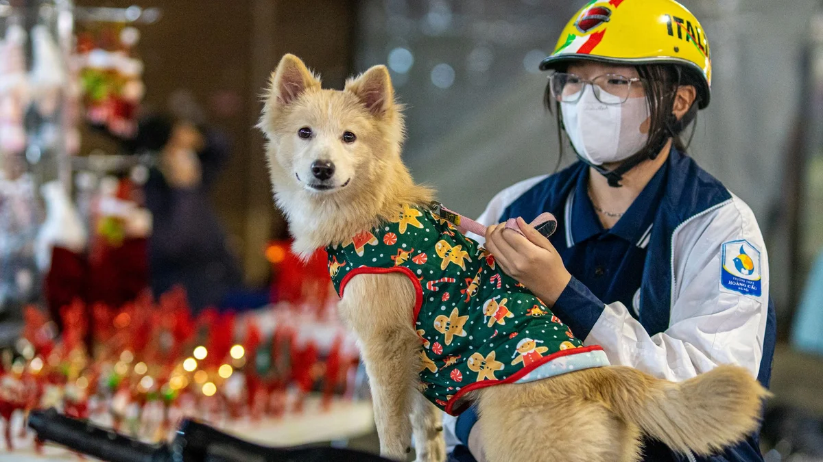Walking Your Dog in Vietnam — Safe Schedules, Essential Gear, and Street-Smart Skills for Expat Pet Owners — Mật Pet Family