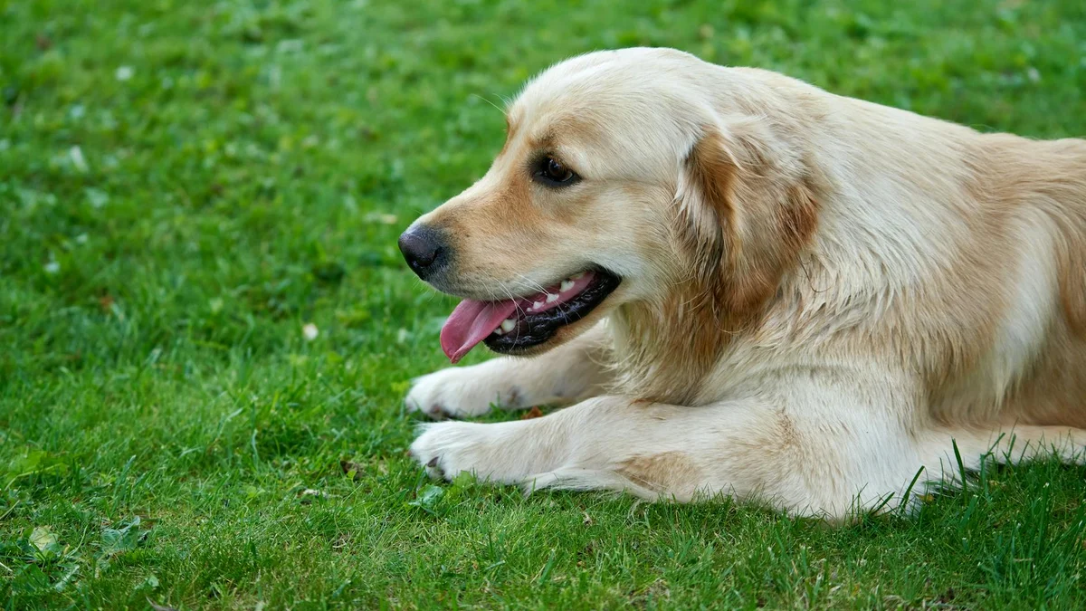 Chó Golden Retriever — Đặc Điểm, Tính Cách và Cách Nuôi Tại Việt Nam — Mật Pet Family