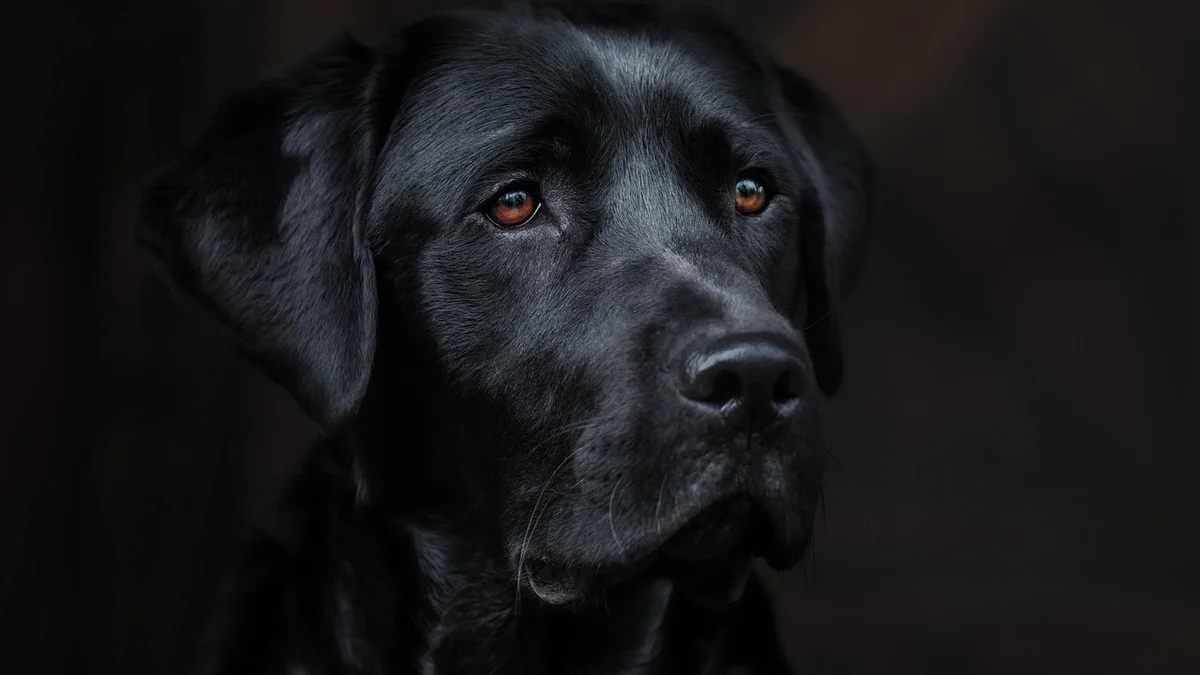 Training Your Dog at Home in Vietnam — Techniques, Age-by-Age Schedule, and the Most Common Mistakes Expat Owners Make — Mật Pet Family