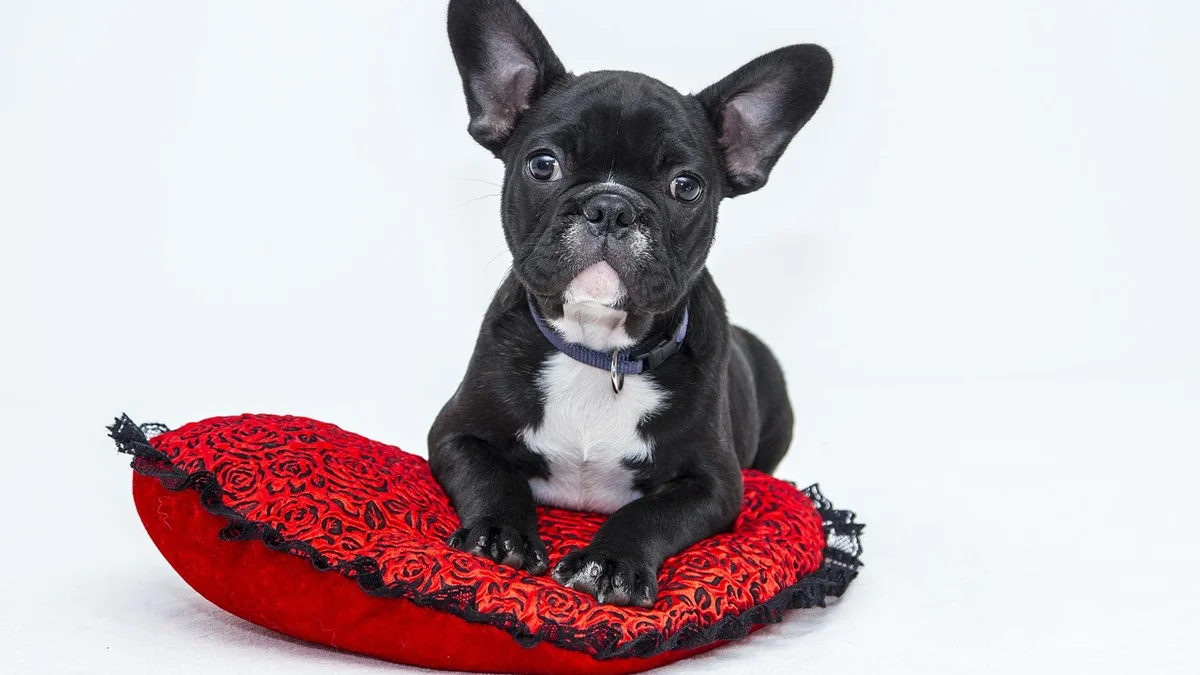 Nuôi Thú Cưng Trong Chung Cư Tại Việt Nam — Quy Định, Không Gian và Bí Quyết Sống Hòa Thuận — Mật Pet Family