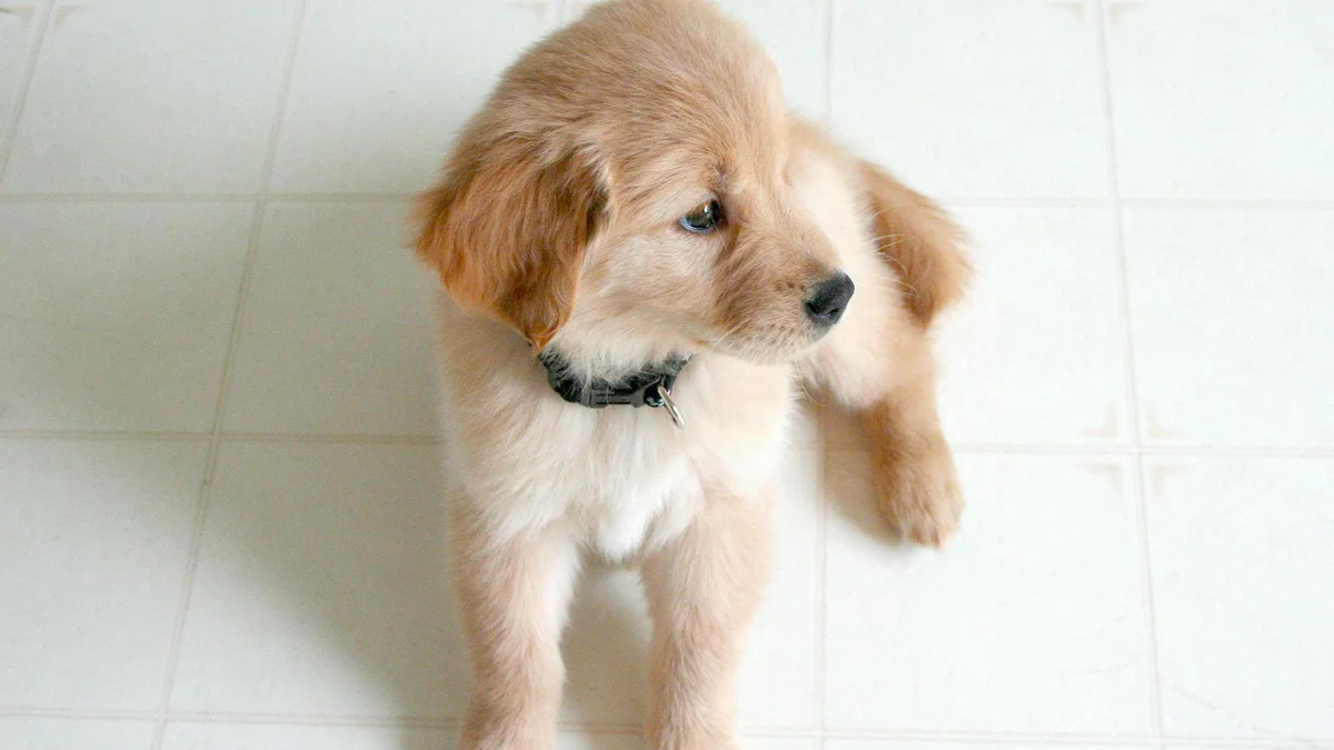 Dịch Vụ Spa & Grooming Thú Cưng Tại Mật Pet Family — Quy Trình, Tiêu Chuẩn và Bảng Giá Tại Việt Nam — Mật Pet Family