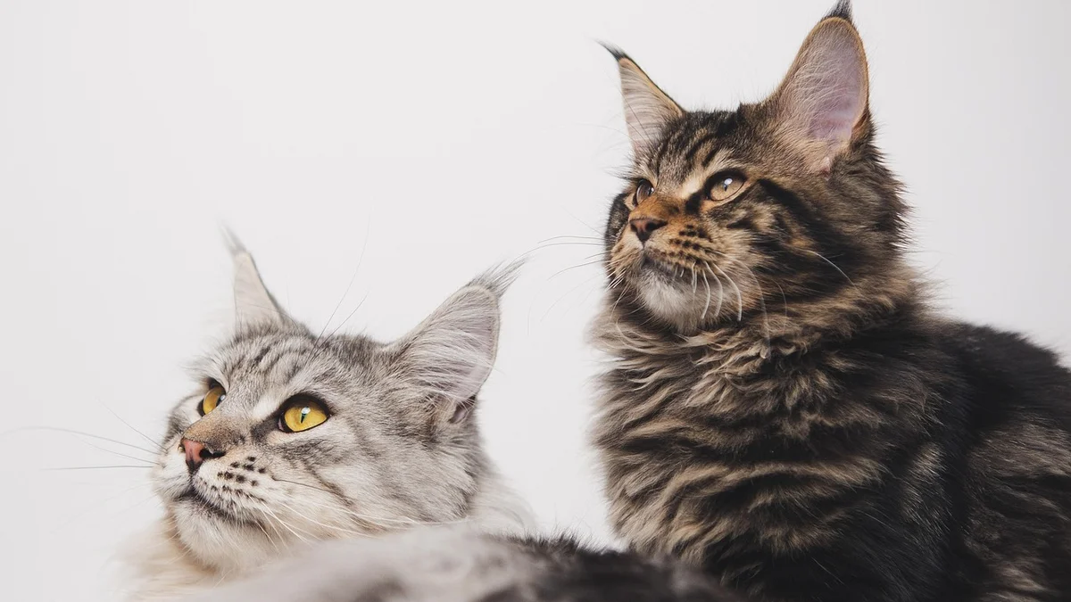 Mèo Maine Coon — Đặc Điểm, Tính Cách và Cách Nuôi Tại Việt Nam — Mật Pet Family