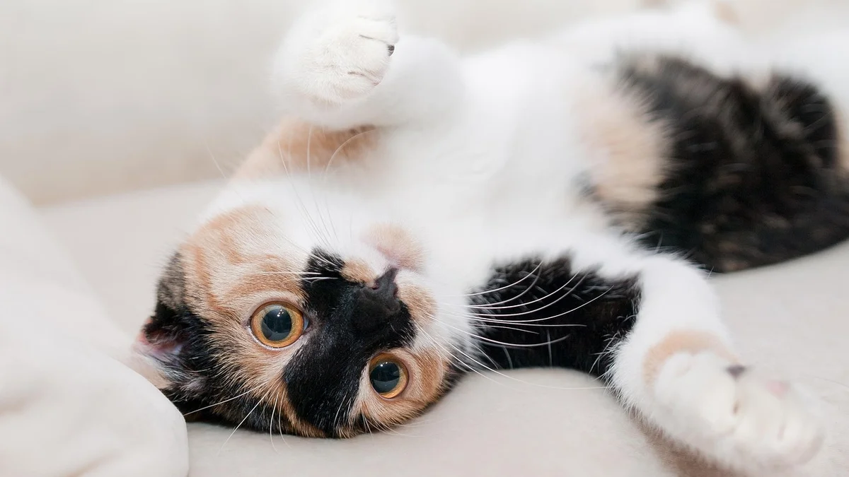 Chăm Sóc Móng Cho Chó Mèo Tại Việt Nam — Cách Cắt, Tần Suất và Dấu Hiệu Cần Lưu Ý — Mật Pet Family