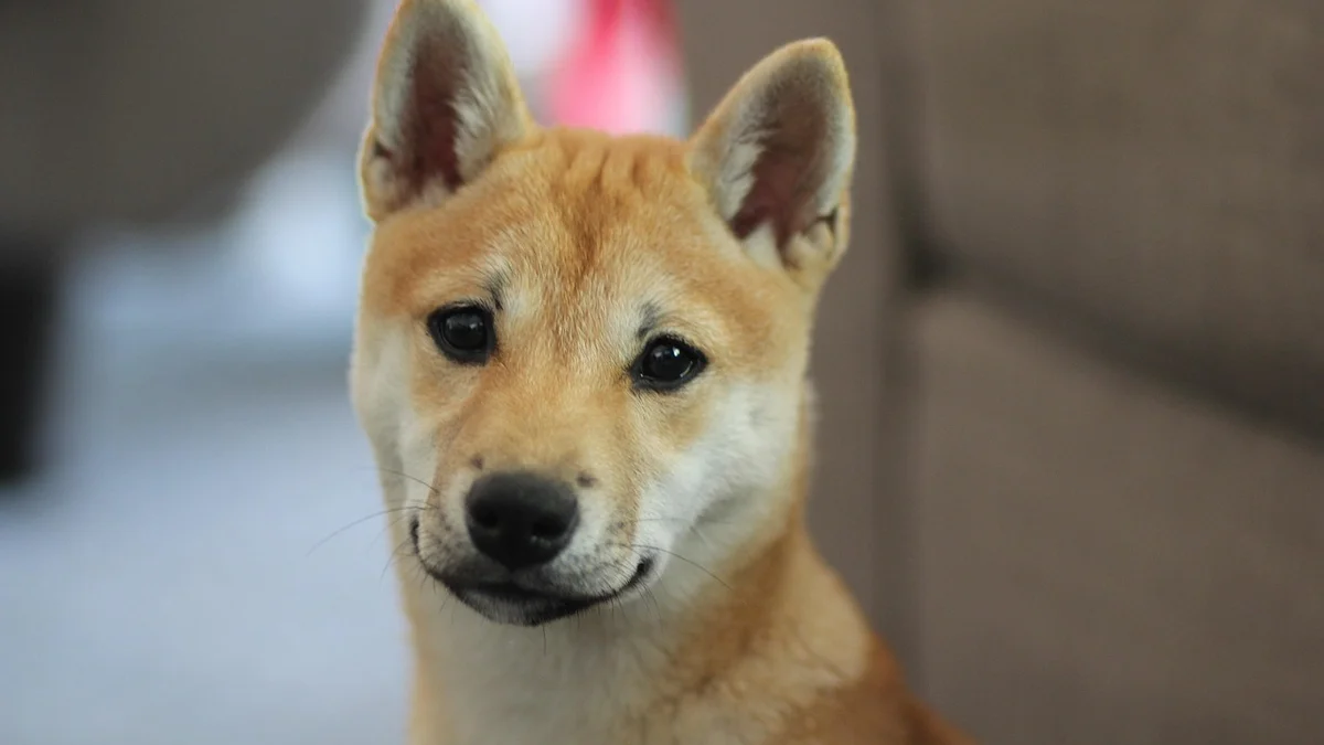 Chó Shiba Inu — Đặc Điểm, Tính Cách và Cách Nuôi Tại Việt Nam — Mật Pet Family