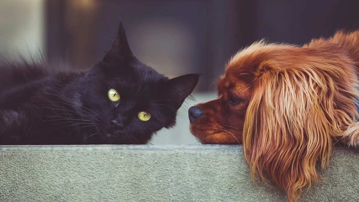 Constipation in Dogs & Cats in Vietnam — Causes, Warning Signs, and Safe Home Treatment — Mật Pet Family