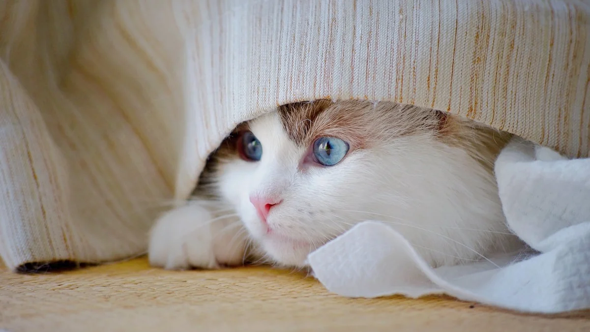 How to Set Up a Pet Play Area at Home in Vietnam — Ideas, Materials, and Budgets That Work for Expat Apartments — Mật Pet Family