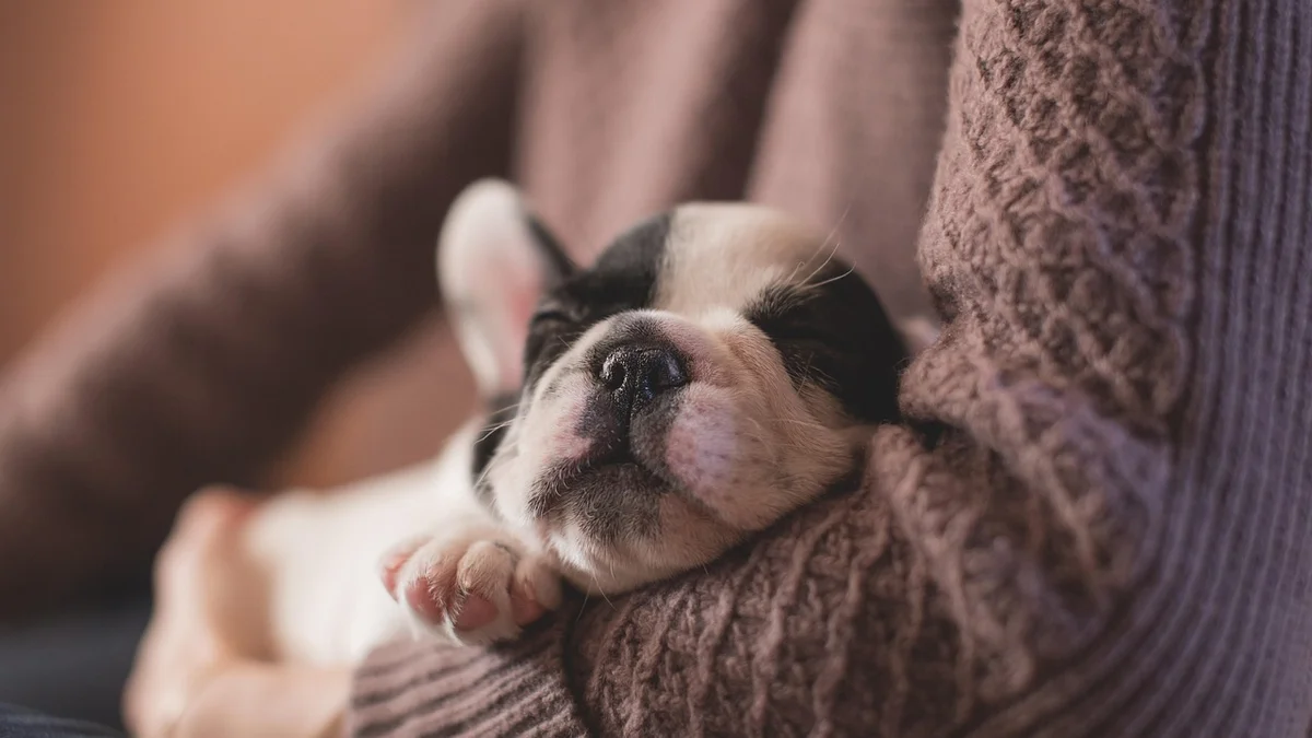Where to Buy a Pet in Vietnam — How to Spot a Trustworthy Pet Shop (And Why It Matters More Than the Breed You Choose) — Mật Pet Family