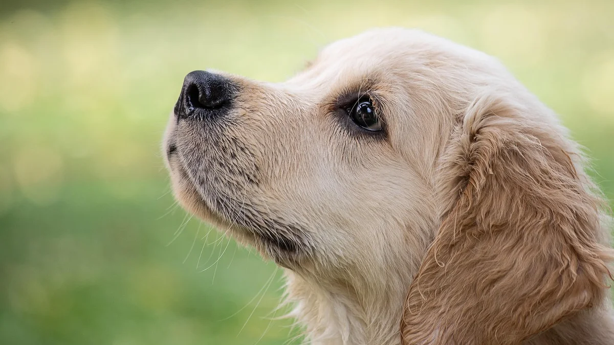 Chó Mèo Bị Ho — Nguyên Nhân, Phân Biệt Ho Thường Và Ho Nguy Hiểm, Cách Xử Lý Tại Việt Nam — Mật Pet Family