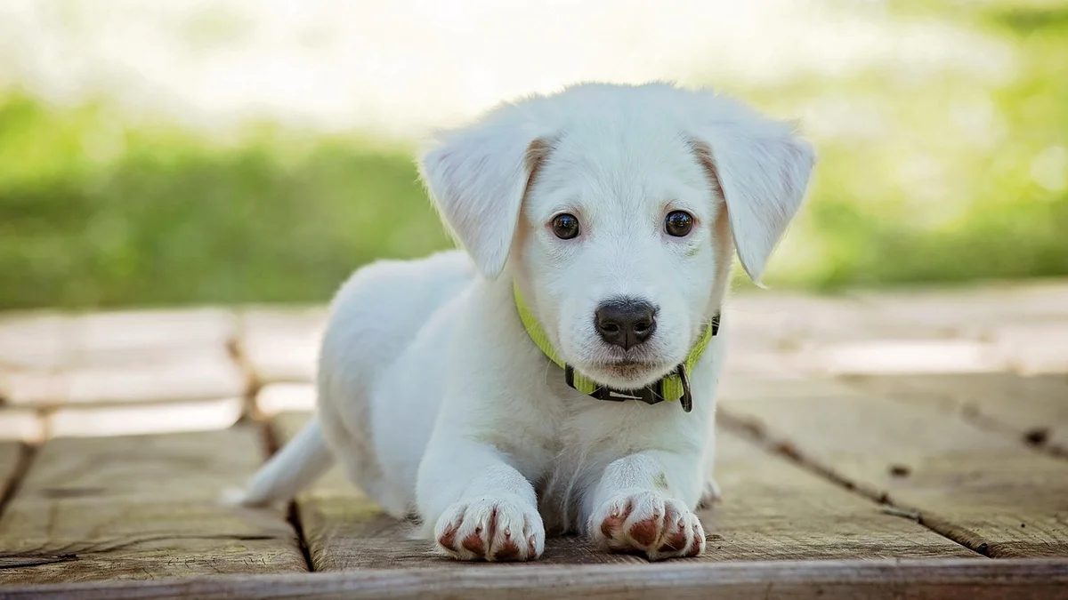 What Does Mật Pet Family Guarantee After Your Pet Comes Home? — After-Sales Support, Lifetime Accompaniment, and Why It Matters for Expats in Vietnam — Mật Pet Family