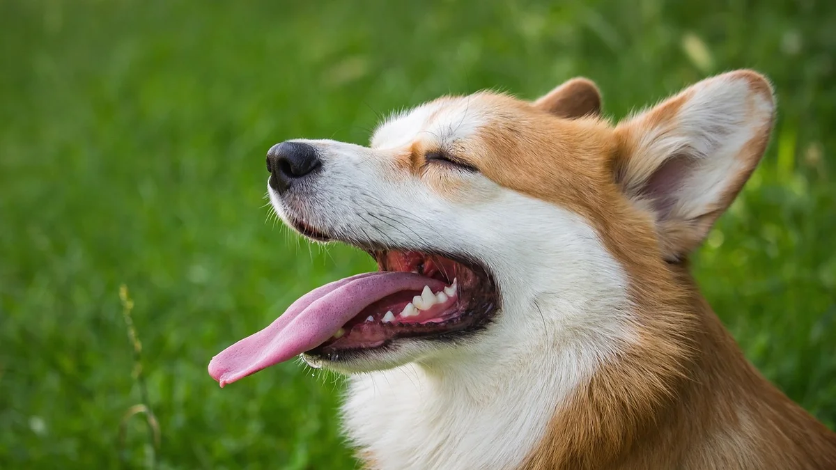 Mùa Lễ Hội Cùng Thú Cưng — Cách Trang Trí Nhà, Giữ An Toàn và Tạo Kỷ Niệm Đáng Nhớ Tại Việt Nam — Mật Pet Family