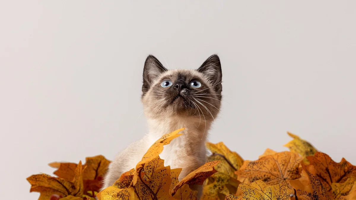 Showroom Mật Pet Family — Không Gian, Tiêu Chuẩn và Trải Nghiệm Chọn Thú Cưng Premium Tại TP.HCM — Mật Pet Family