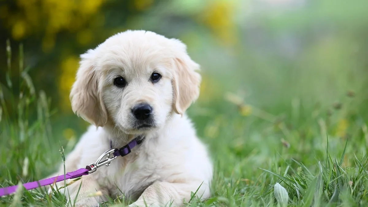 Labrador Retriever — Breed Profile, Temperament, and Complete Care Guide for Vietnam's Climate (Expat Edition) — Mật Pet Family