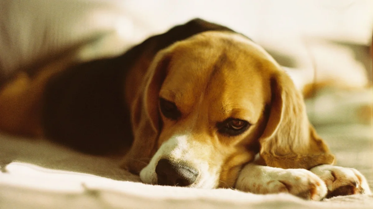 Chó Beagle — Đặc Điểm, Tính Cách và Cách Nuôi Tại Việt Nam — Mật Pet Family