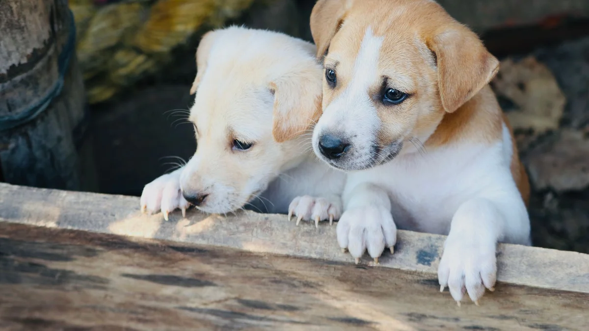 Introducing a New Pet to Your Existing Dog or Cat in Vietnam — Step-by-Step Guide, Common Mistakes, and What to Expect — Mật Pet Family