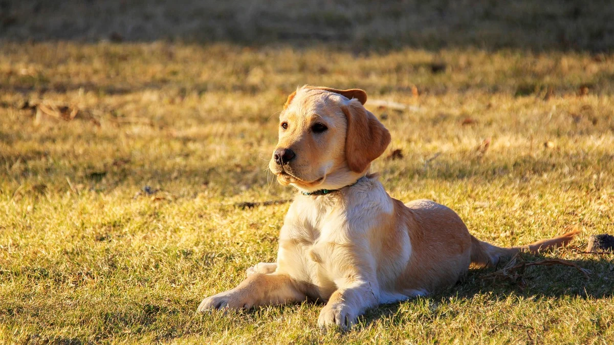 How Mật Pet Family Uses Technology to Care for Your Pet — Digital Health Records, Automated Reminders, and 24/7 Support in Vietnam — Mật Pet Family