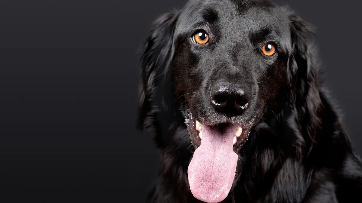 Raw Diet (BARF) for Dogs & Cats in Vietnam — Benefits, Risks, and How to Start Safely — Mật Pet Family