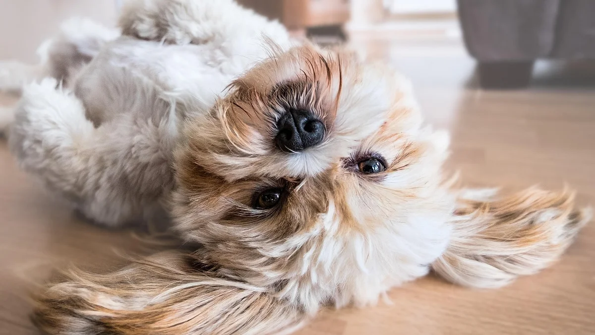 Chó Shih Tzu — Đặc Điểm, Tính Cách và Cách Nuôi Tại Việt Nam — Mật Pet Family