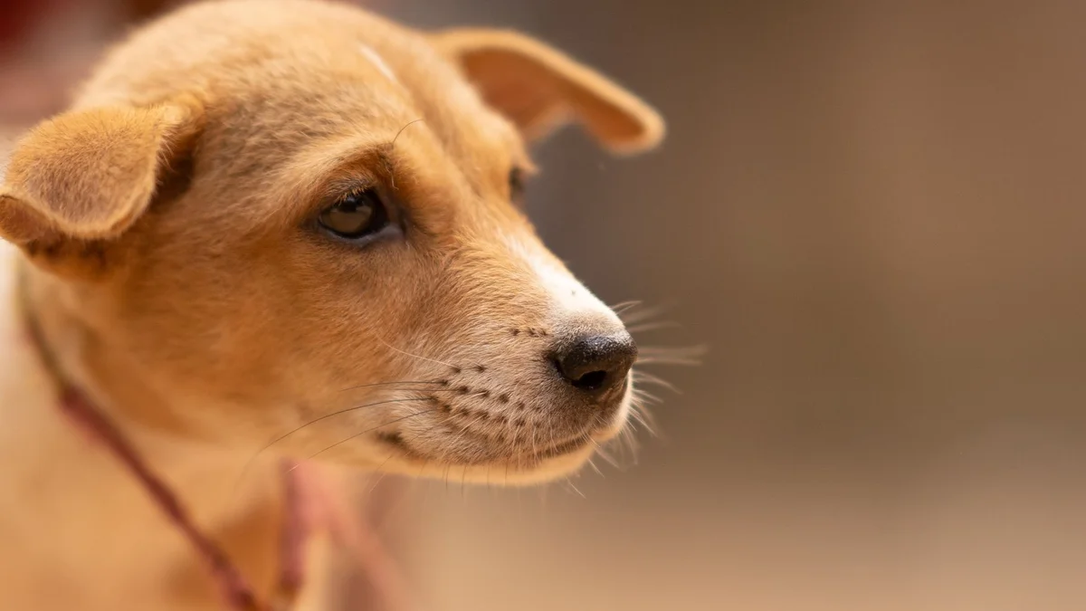 Bệnh Parvo Ở Chó — Nhận Biết Sớm, Nguyên Nhân và Cách Phòng Ngừa Hiệu Quả Tại Việt Nam — Mật Pet Family