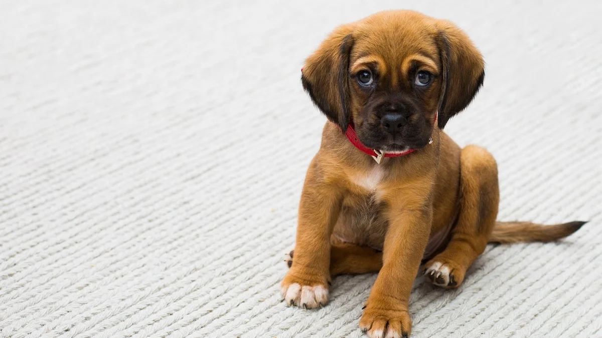 Chó Chihuahua — Đặc Điểm, Tính Cách và Cách Nuôi Giống Chó Nhỏ Nhất Thế Giới Tại Việt Nam — Mật Pet Family