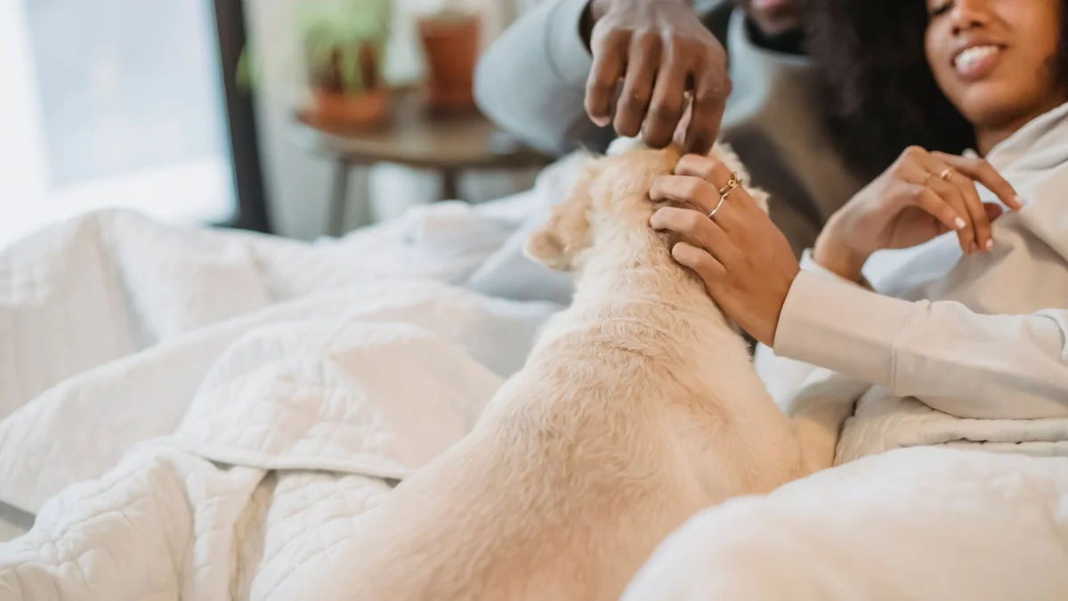 Phong Cách Sống Cùng Thú Cưng — Cách Tích Hợp Chó Mèo Vào Nhịp Sống Hàng Ngày Của Gia Đình Việt Nam — Mật Pet Family