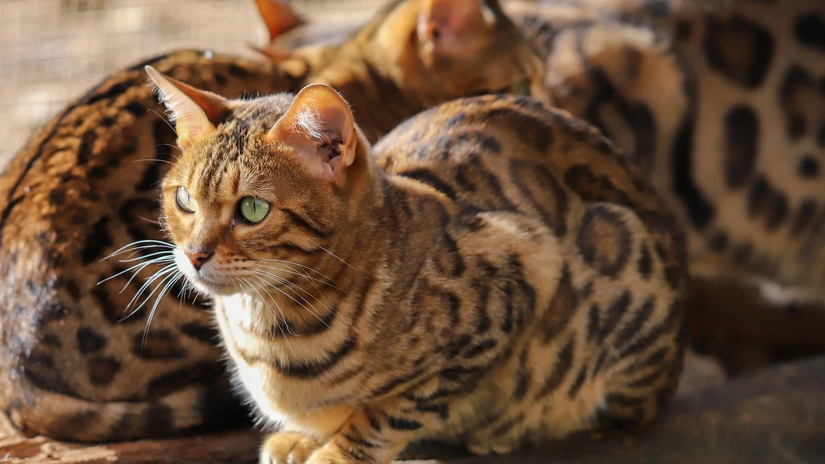 Mèo Bengal — Đặc Điểm, Tính Cách và Cách Nuôi Giống Mèo Hoang Dã Tại Việt Nam — Mật Pet Family