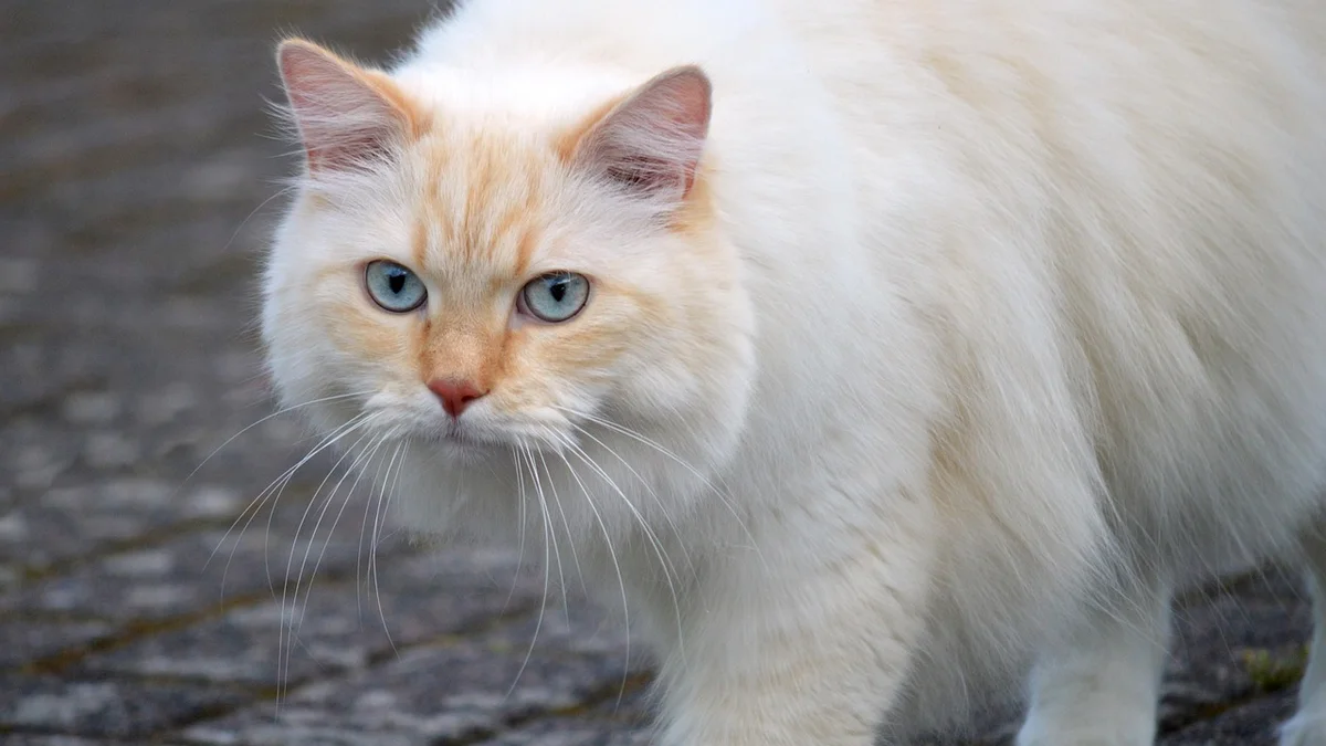 Ringworm and Fungal Skin Infections in Dogs & Cats in Vietnam — Early Signs, Causes, and Effective Treatment — Mật Pet Family