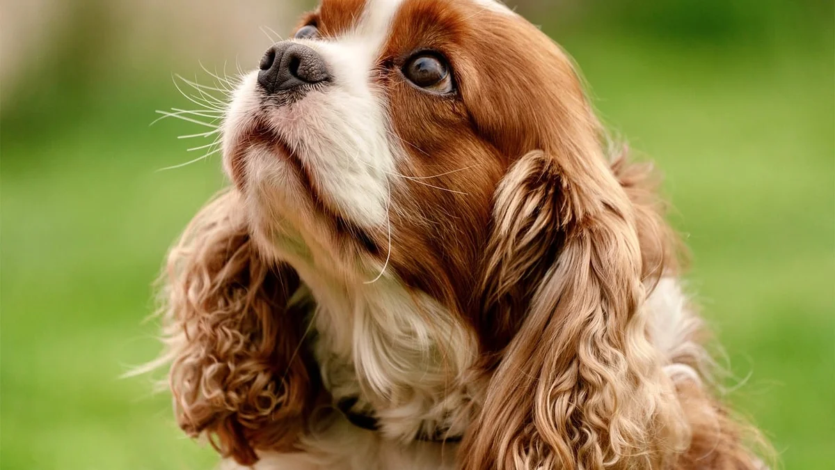 Chó Cavalier King Charles Spaniel — Đặc Điểm, Tính Cách và Cách Nuôi Tại Việt Nam — Mật Pet Family