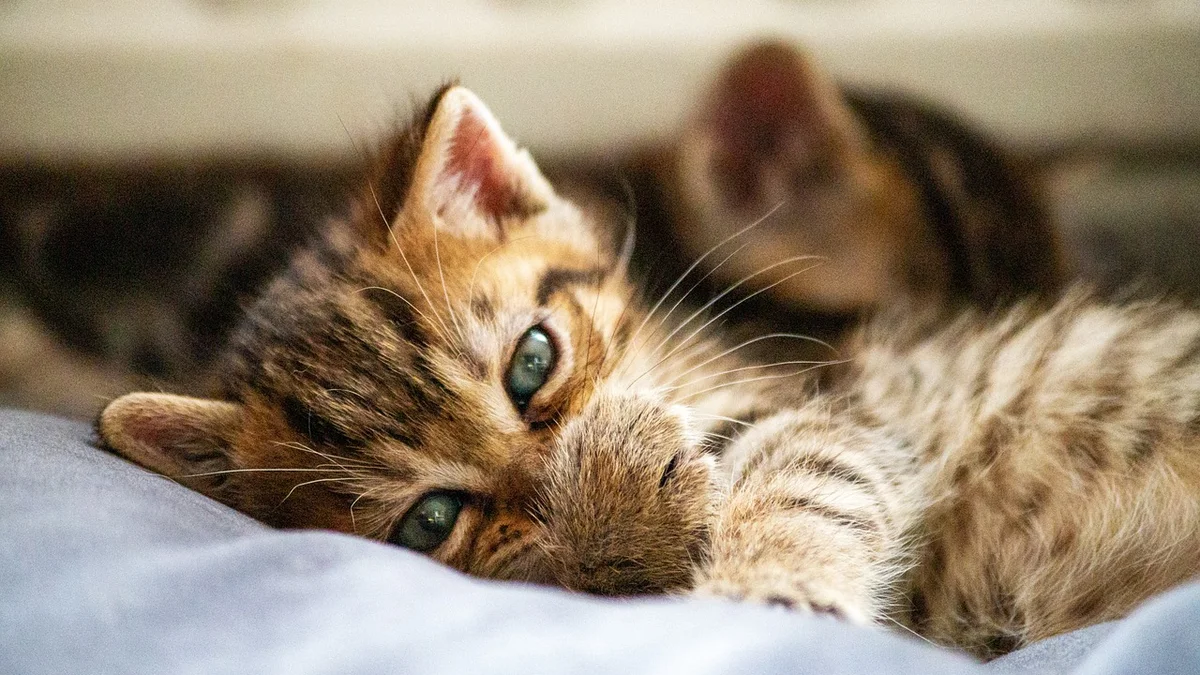Bệnh Herpesvirus Ở Mèo — Nhận Biết Sớm, Nguyên Nhân và Cách Quản Lý Lâu Dài Tại Việt Nam — Mật Pet Family