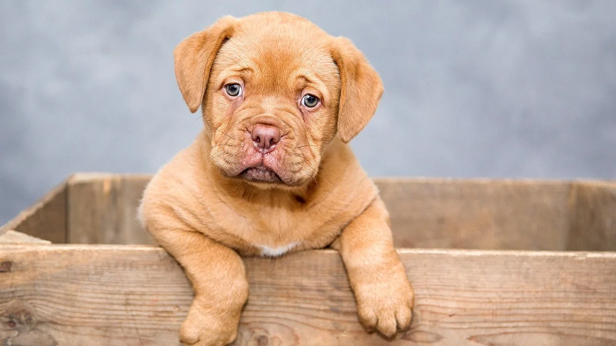 Chó Doberman — Đặc Điểm, Tính Cách và Cách Nuôi Tại Việt Nam — Mật Pet Family