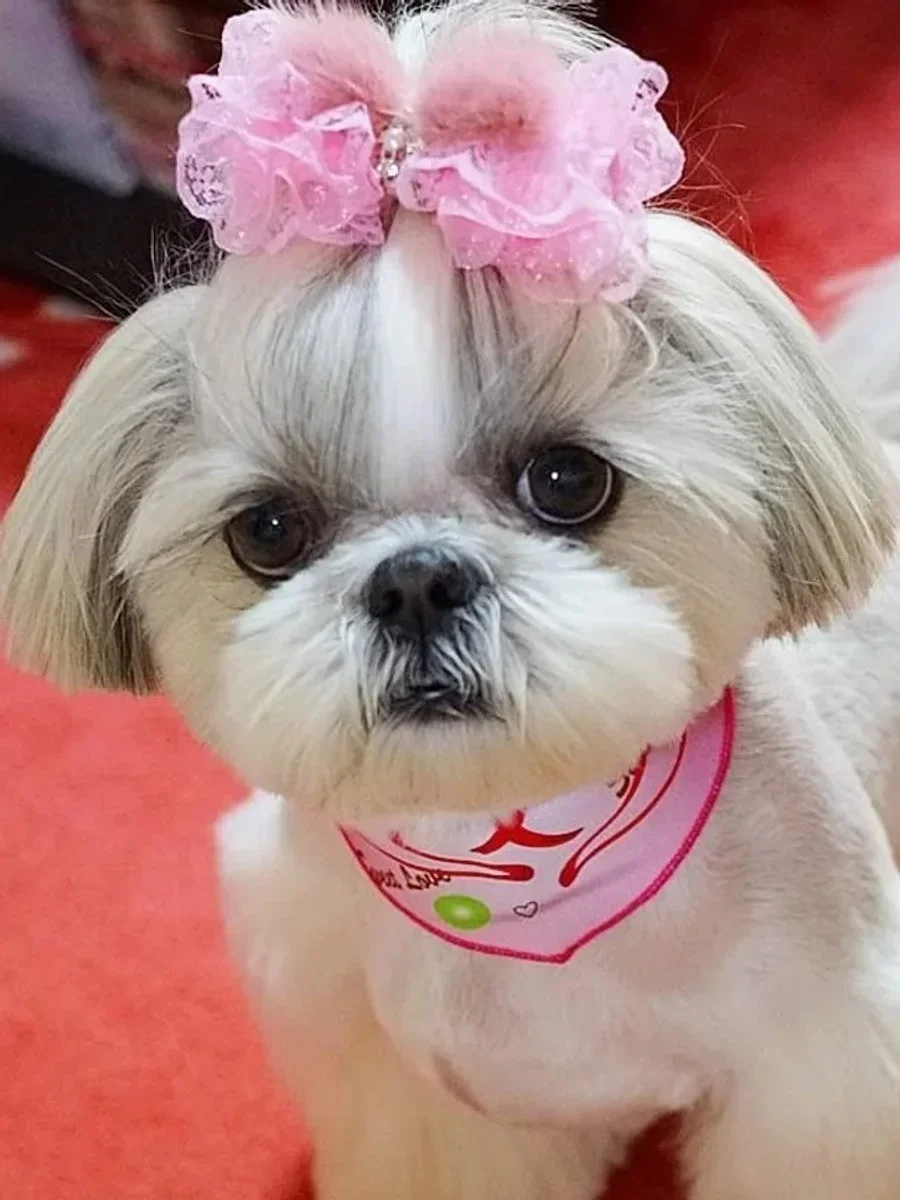 Shih Tzu