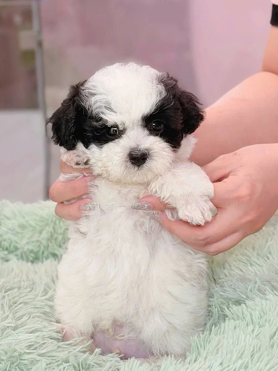 Poodle Tiny
