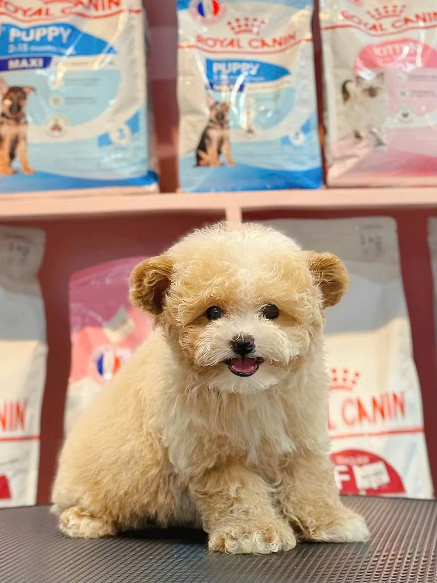 Poodle Tiny 2