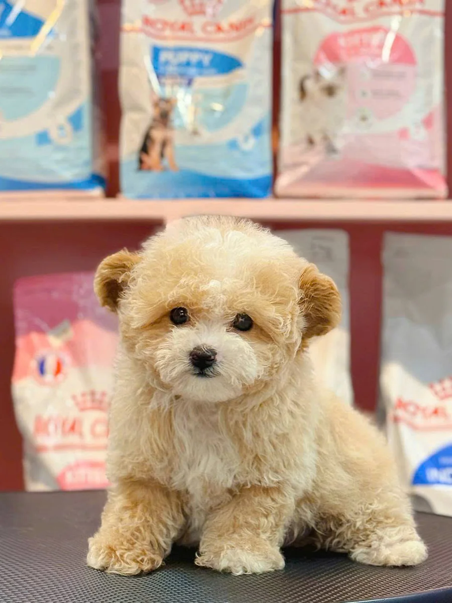Poodle Tiny 3