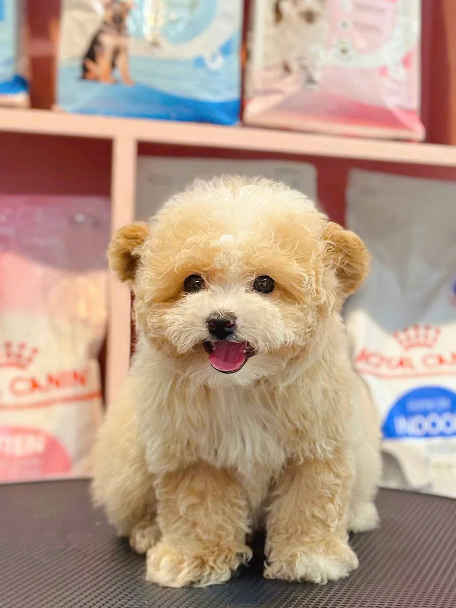 Poodle Tiny 4