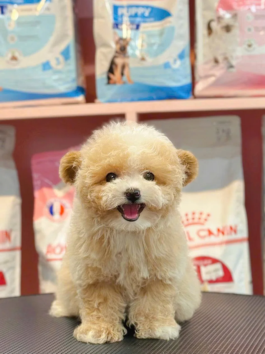 Poodle Tiny 5