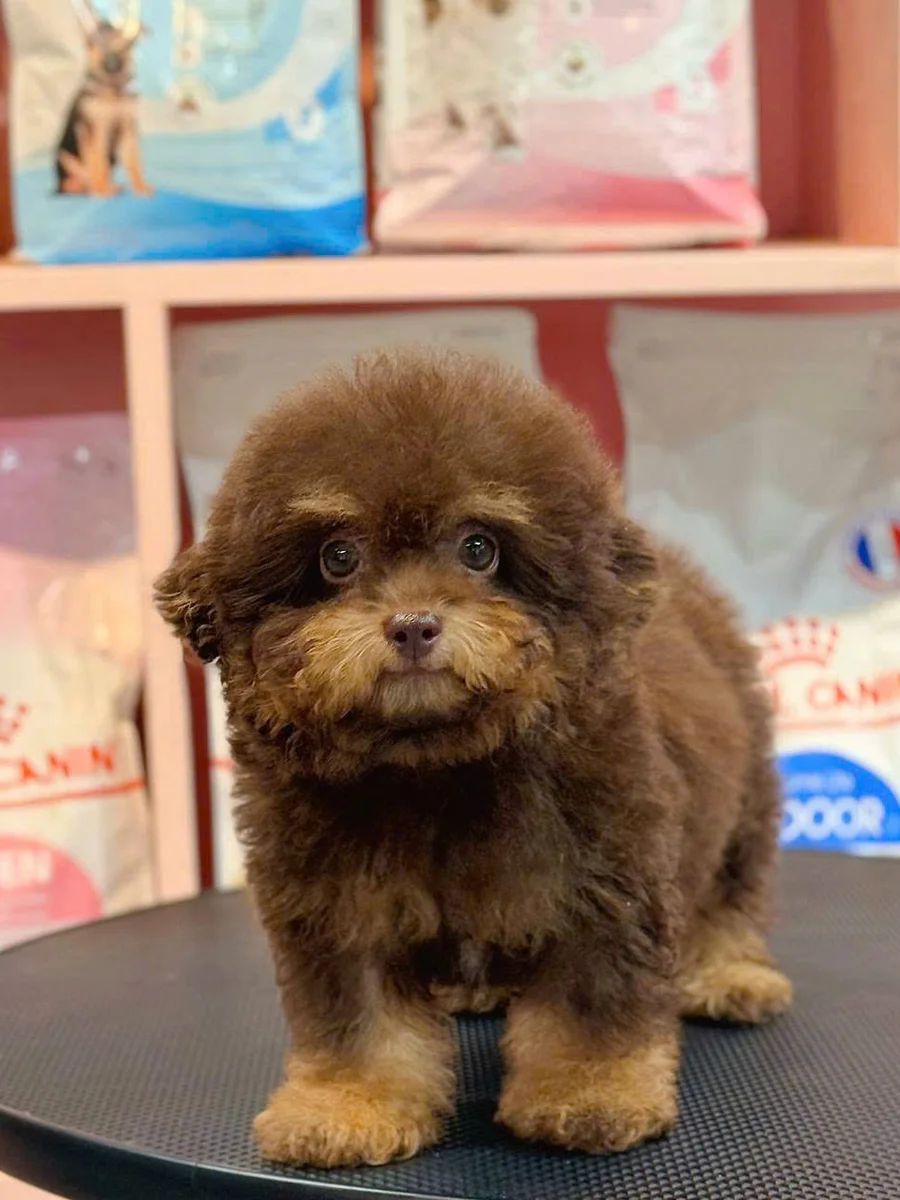 Poodle Tiny 6