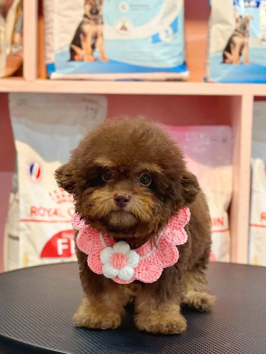 Poodle Tiny 7