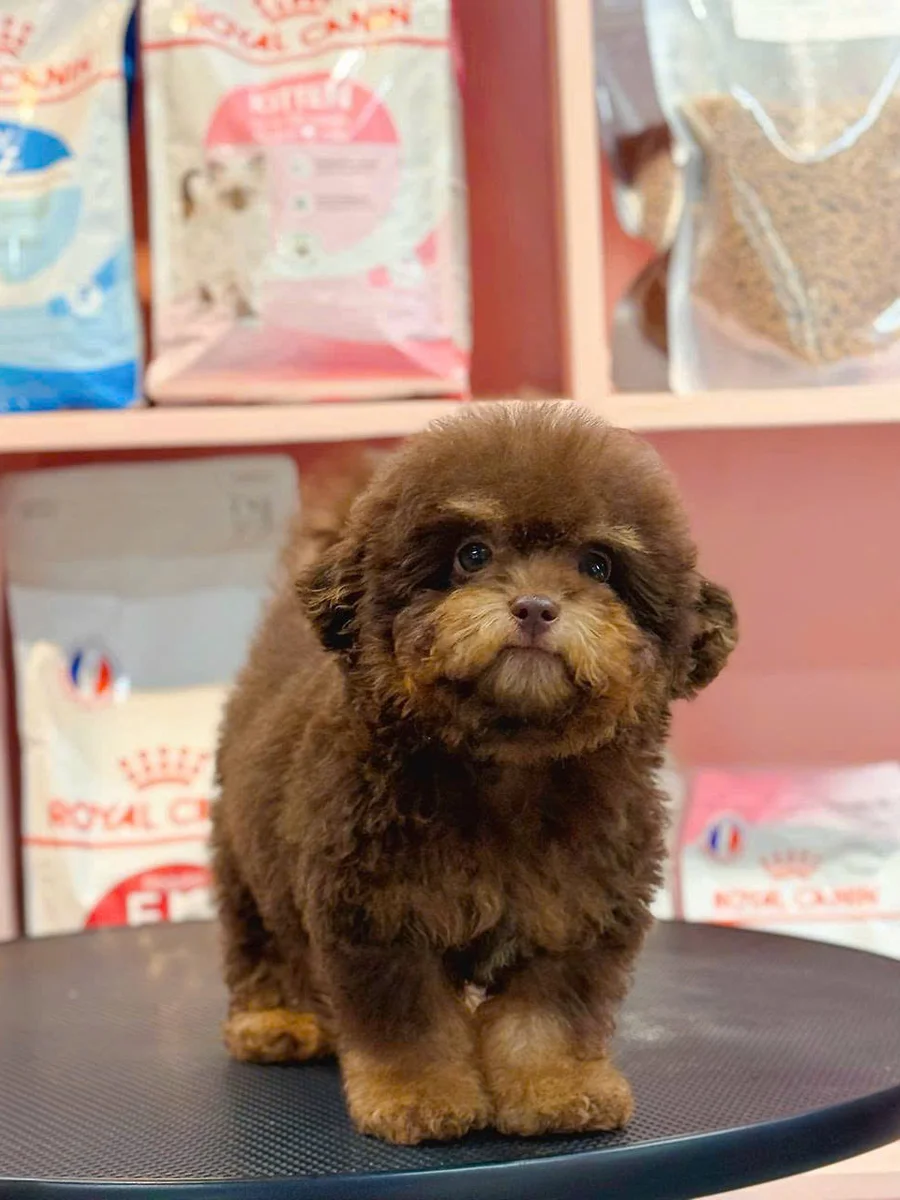 Poodle Tiny 9