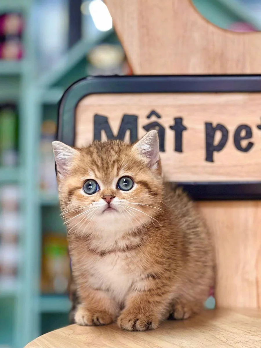 Cách chăm sóc Munchkin British Shorthair